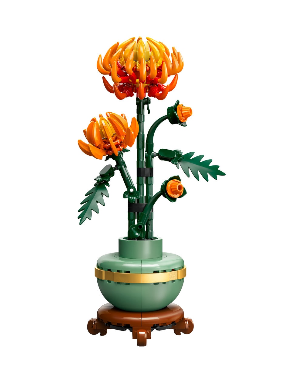 Crisantemo 71433 botanical collection 2