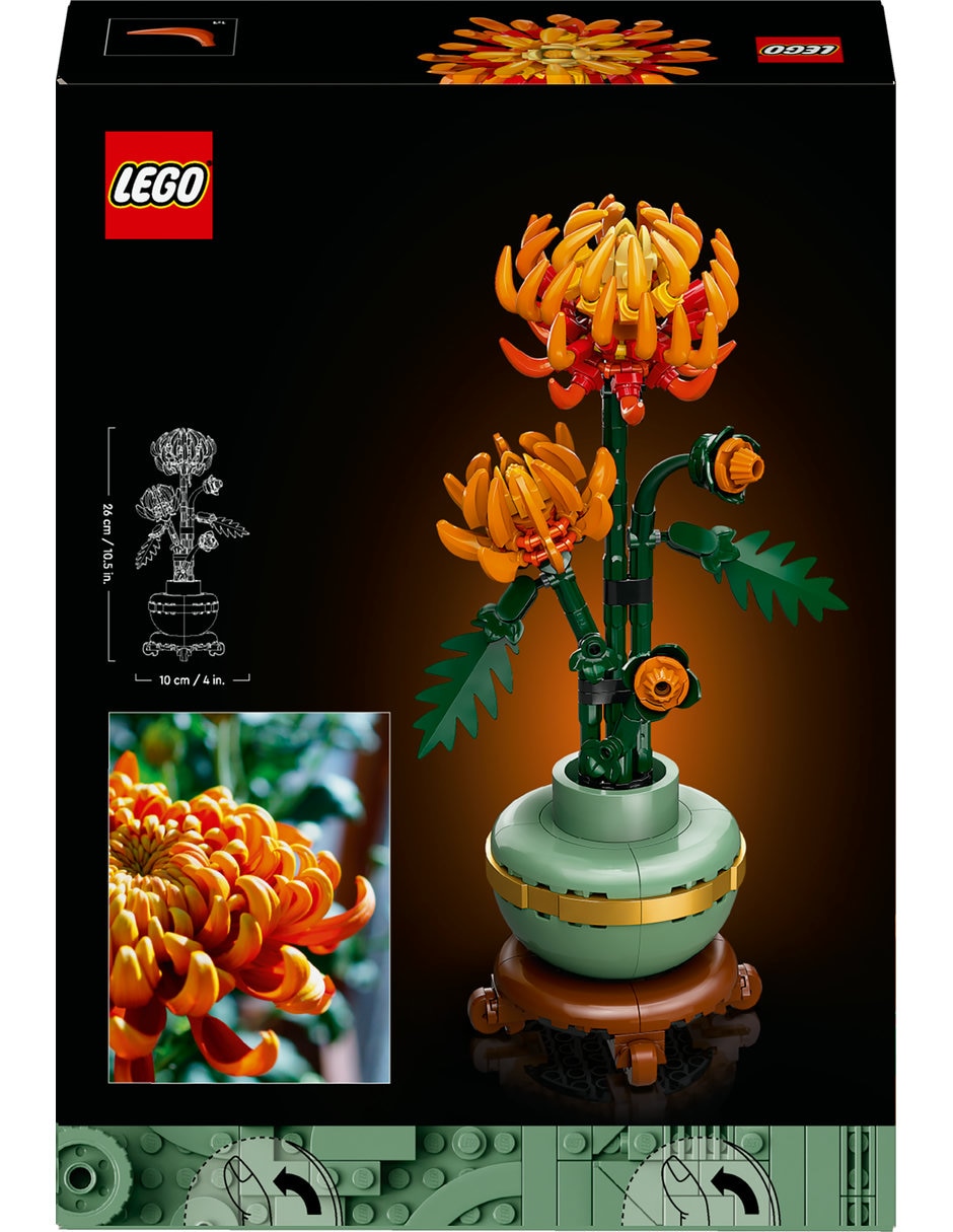 Crisantemo 71433 botanical collection 4